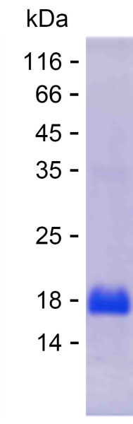 ITGA6 (human), recombinant protein