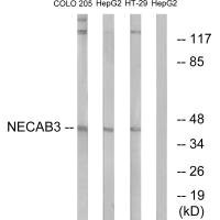 Anti-NECAB3