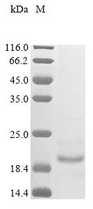 Alpha-2-macroglobulin receptor-associated protein (Lrpap1), partial, mouse, recombinant