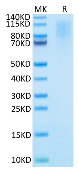 Human CD43 Protein