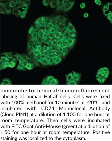Anti-CD74 (Clone PIN1)