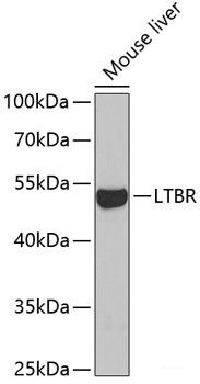 Anti-LTBR