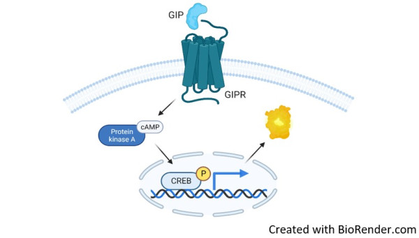 GIPR/CRE Luciferase Reporter HEK293 Cell Line