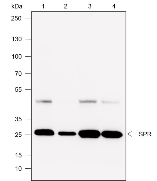 Anti-Recombinant SPR, clone A748