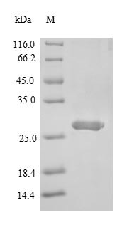 Single Ig IL-1-related receptor (Sigirr), partial, mouse, recombinant