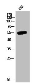 Anti-MEF2A