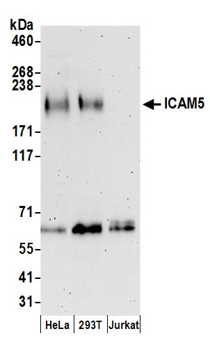 Anti-ICAM5