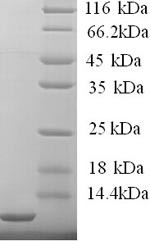 High affinity immunoglobulin epsilon receptor subunit gamma (FCER1G), partial, human, recombinant