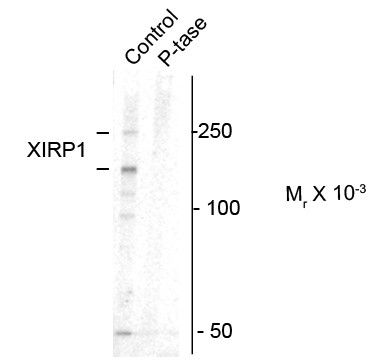 Anti-phospho-XIRP1 (Ser295)