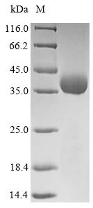 Outer capsid protein VP4, partial, Rotavirus X, recombinant