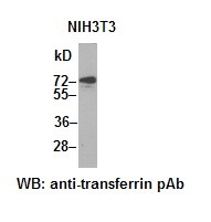 Anti-Transferrin