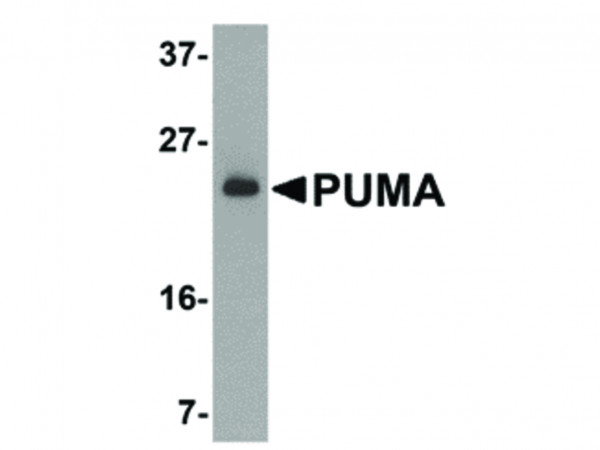 Anti-PUMA