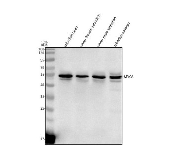 Anti-Zebrafish Myca / Myc-A / c-Myc-A