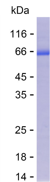Recombinant Human Mast Cell Chymase Protein