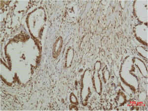 Anti-MAPK7