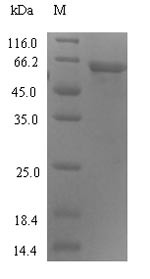 Protein ABHD18 (ABHD18), human, recombinant