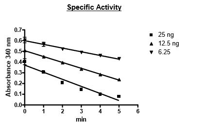 LDHA, Human Recombinant Protein