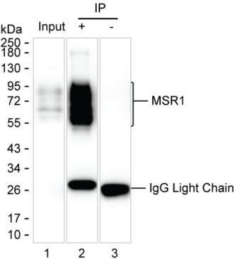 Anti-MSR1