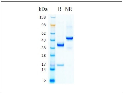 IL-23 HumanKine(R) recombinant human protein
