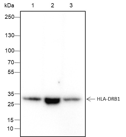 Anti-Recombinant HLA-DRB1, clone A252