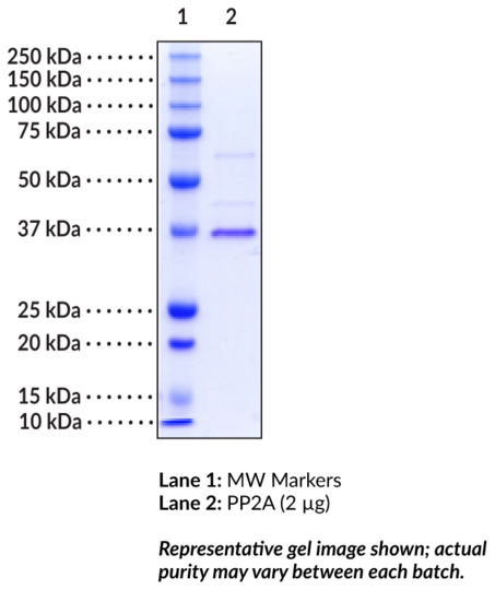 Protein Phosphatase 2A C subunit (human, recombinant, L309 deletion)