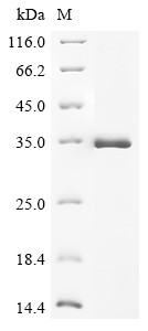 Protransforming growth factor alpha (Tgfa), rat, recombinant