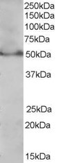 Anti-PPAR delta (Isoform 1), C-terminal