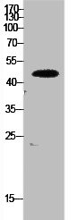 Anti-EEF1A1/EEF1A2/EEF1A1P5 (PACO02169)
