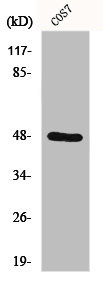 Anti-SH3GLB2