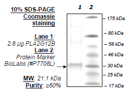 PLA2G12B, human recombinant protein