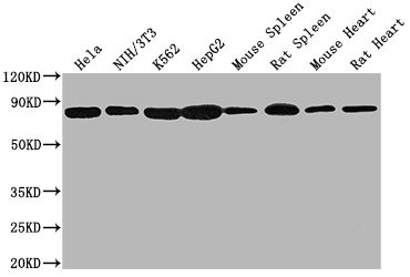 Anti-HSPA8 Monoclonal, clone 2G8F6