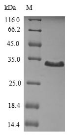 Thrombopoietin (THPO), partial, human, recombinant