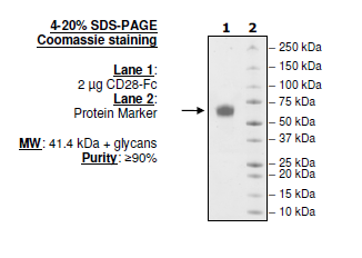 CD28 Human Recombinant Protein
