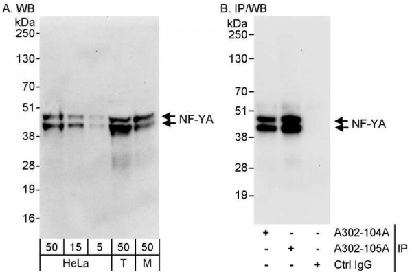 Anti-NF-YA