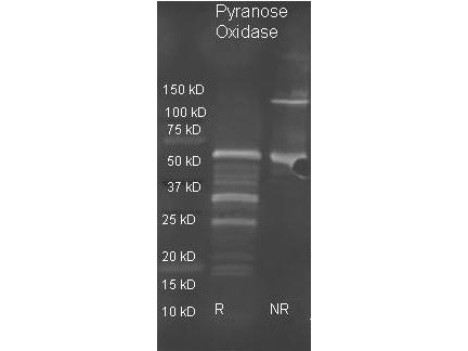 Anti-PYRANOSE OXIDASE (E.coli), Biotin Conjugated
