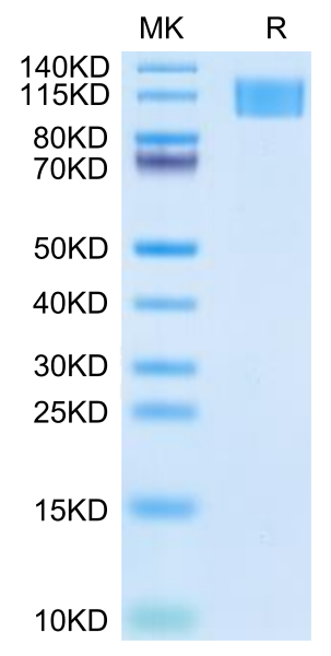 Human Aggrecan Protein
