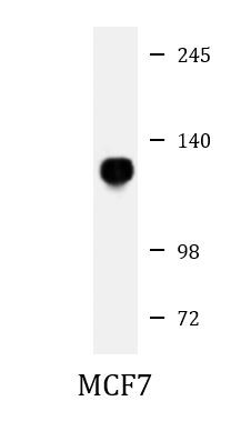 Anti-DDR1, clone 1464CT339.1.54