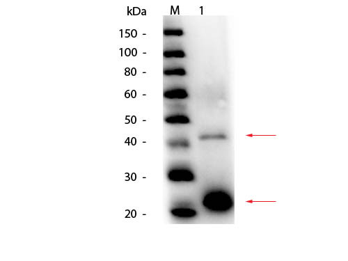 Anti-ACID PHOSPHATASE (Potato), Peroxidase Conjugated