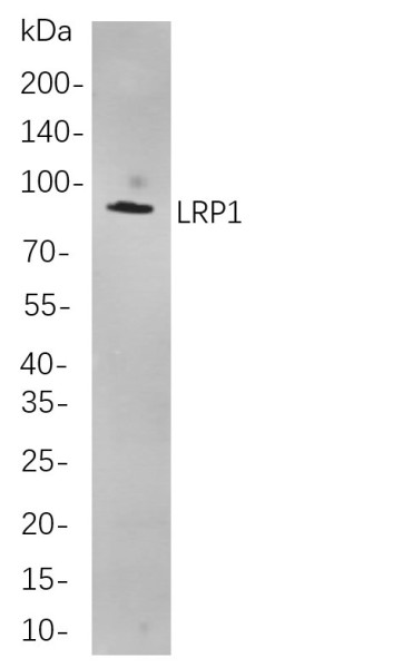 Anti-Recombinant LRP1, clone 5A9