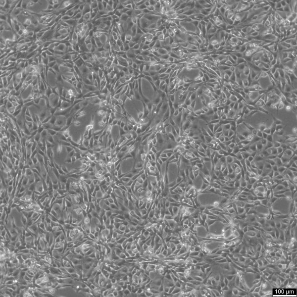 NIH-3T3 Cells