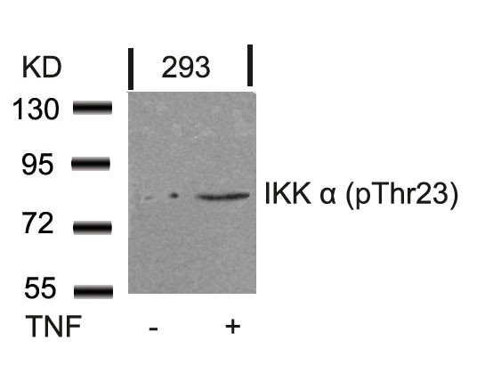 Anti-phospho-IKK alpha (Thr23)