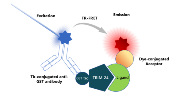 TRIM24 (TIF1) TR-FRET Assay Kit