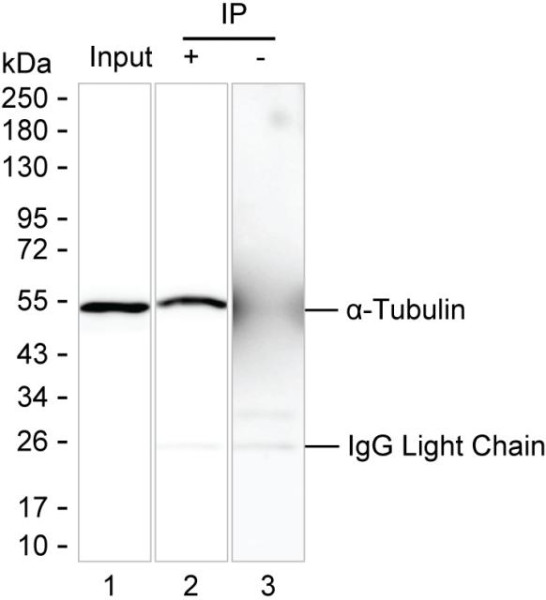 Anti-alpha-Tubulin