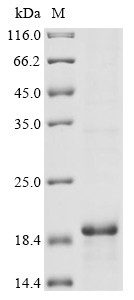 G-protein coupled receptor family C group 5 member D (GPRC5D), partial, human, recombinant