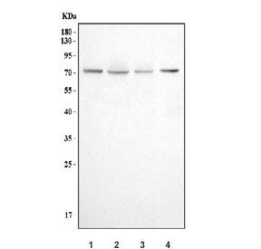Anti-DNM1L / Dynamin-1-like protein / DRP1