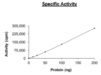 CK2a1, active human recombinant protein
