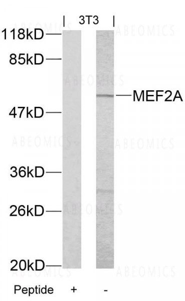 Anti-MEF2A (Ab-312)