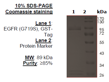 EGFR (G719S), GST-Tag