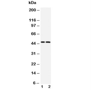 Anti-Caspase-2