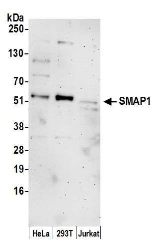 Anti-SMAP1